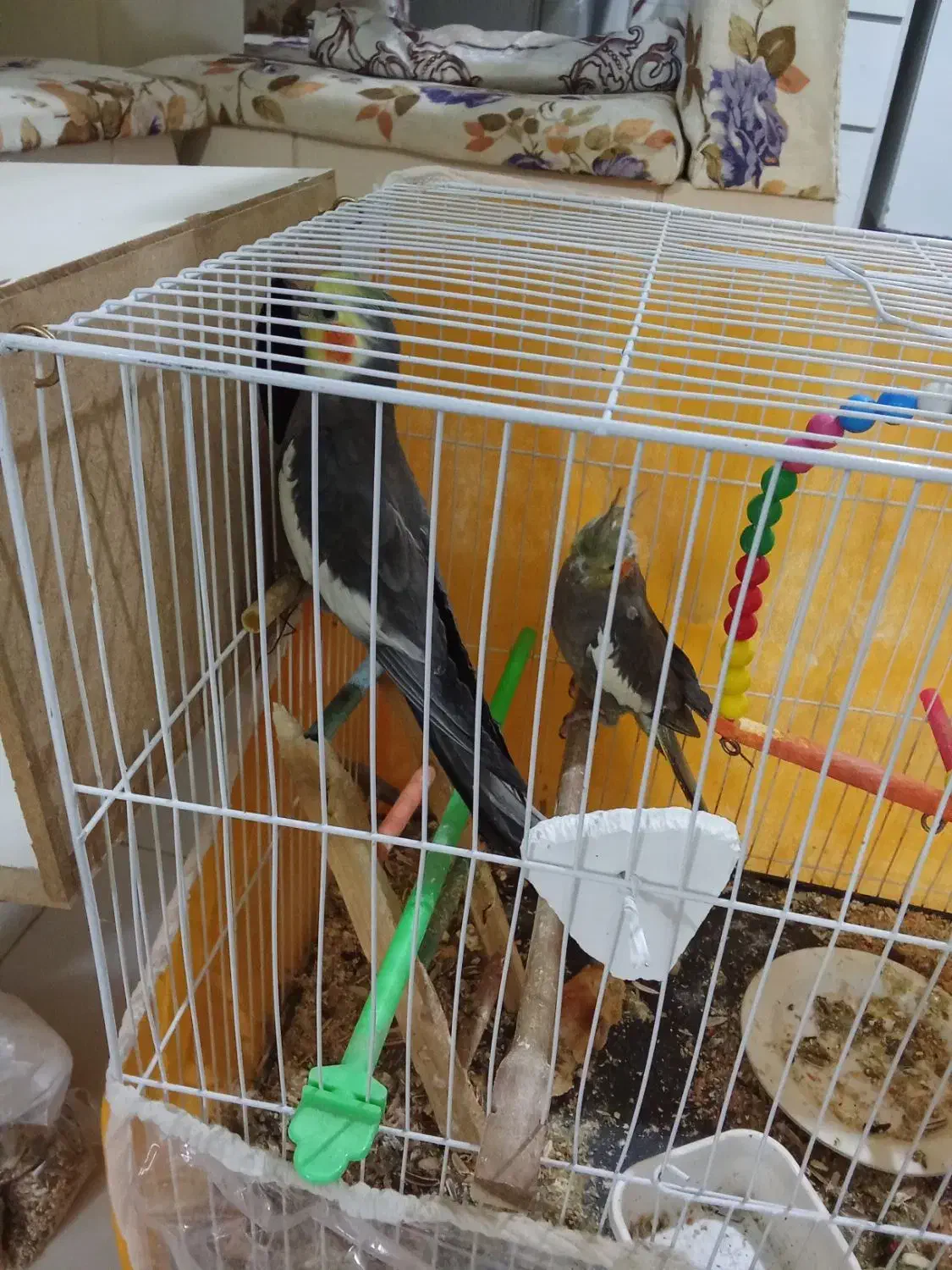 یک جفت عروس نرماده|پرنده|چناران, |دیوار