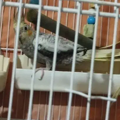 عروس هلندی|پرنده|اسفراین, |دیوار