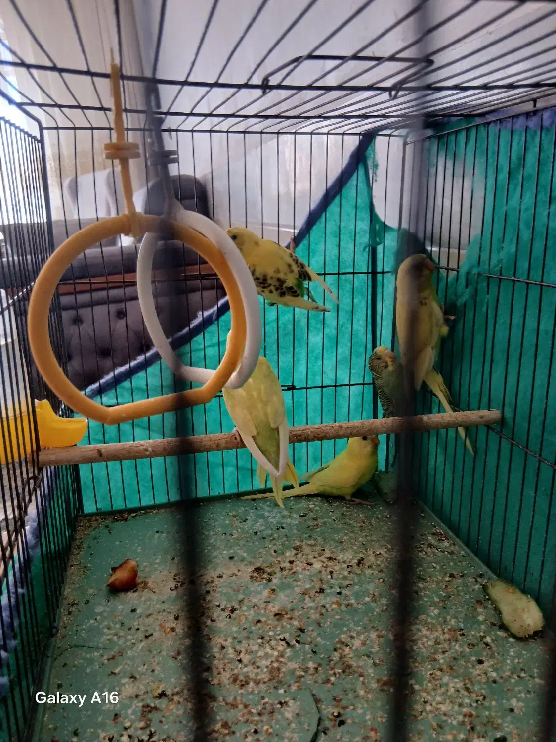 مرغ عشق عالی|پرنده|دهق, |دیوار