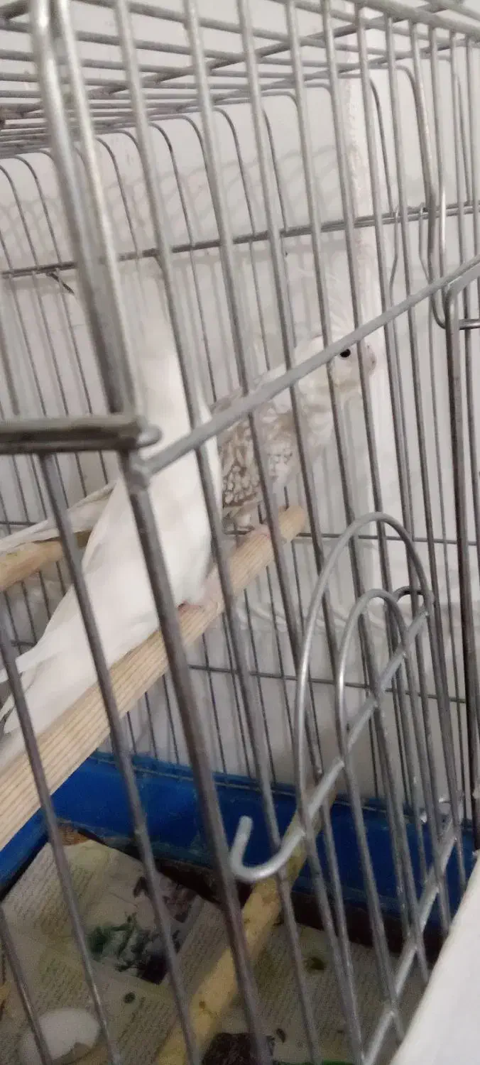 عروس هلندی|پرنده|نسیمشهر, |دیوار