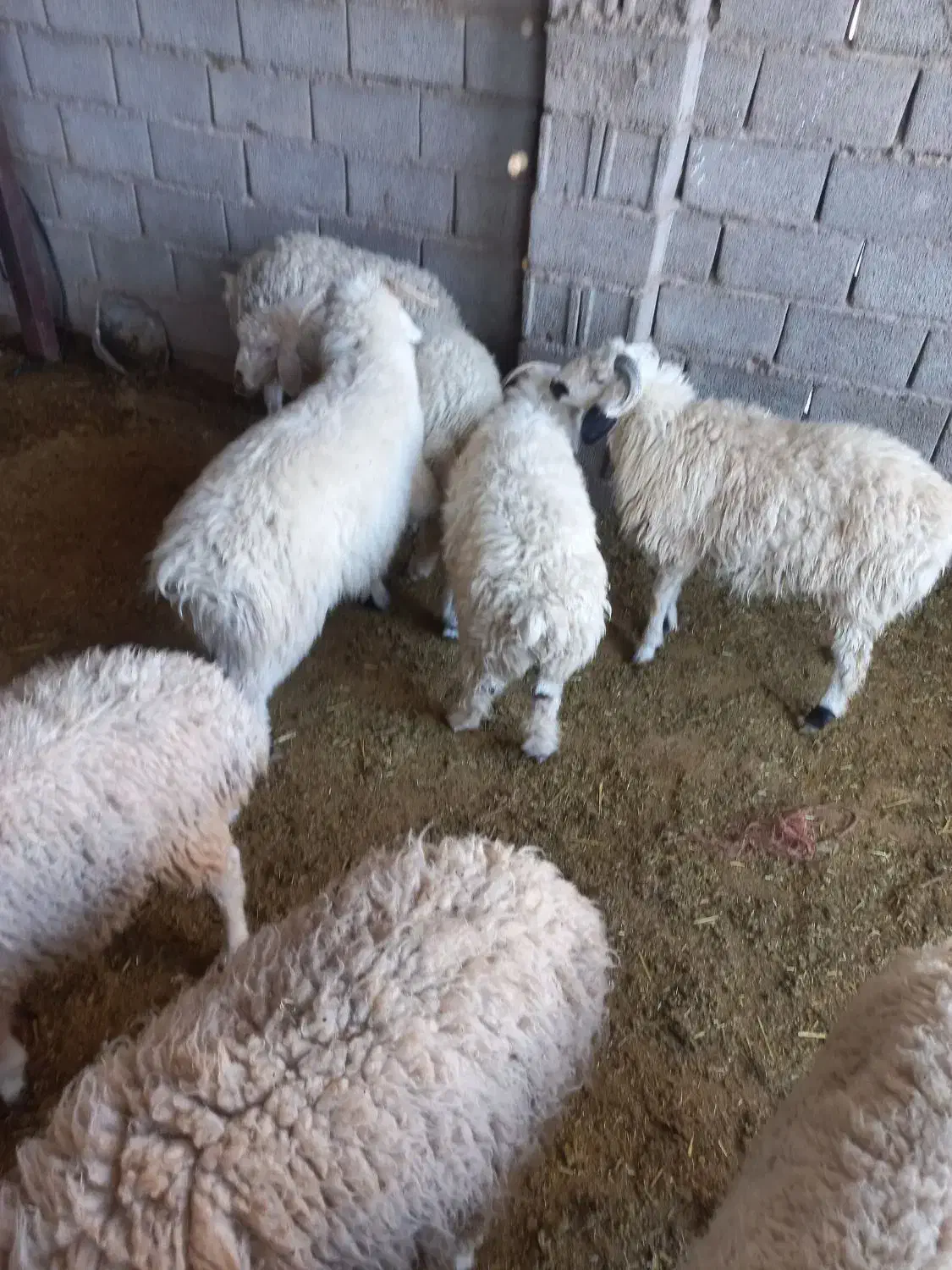 بره|حیوانات مزرعه|رفسنجان, |دیوار