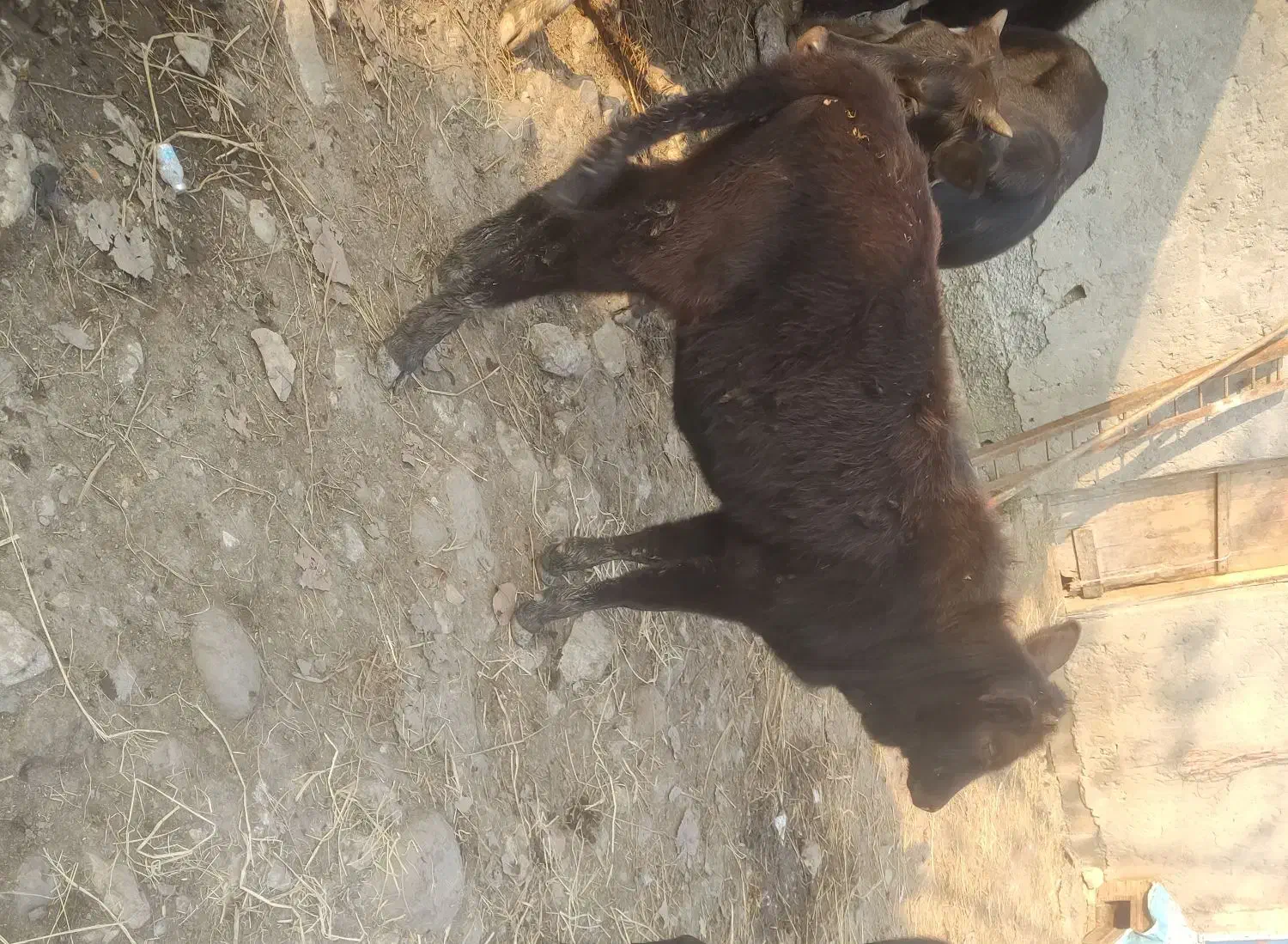 گاو لیشه آرام غذا خور|حیوانات مزرعه|رضوانشهر, |دیوار