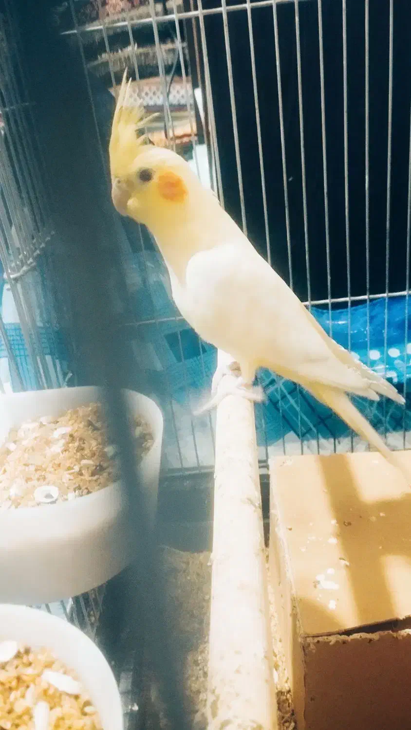 عروس هلندی نر آواز خان|پرنده|نورآباد, |دیوار