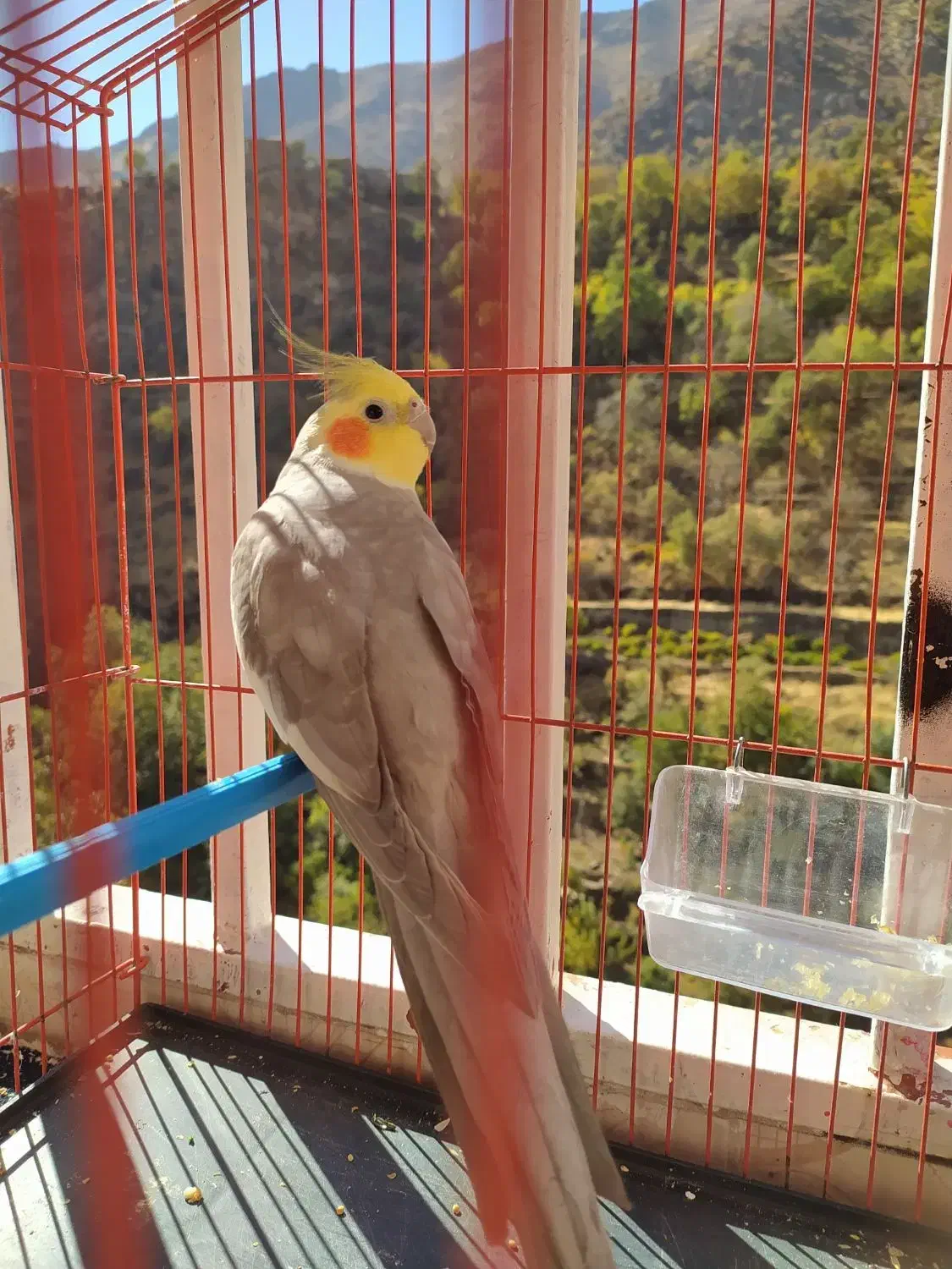 عروس هلندی|پرنده|پاوه, |دیوار