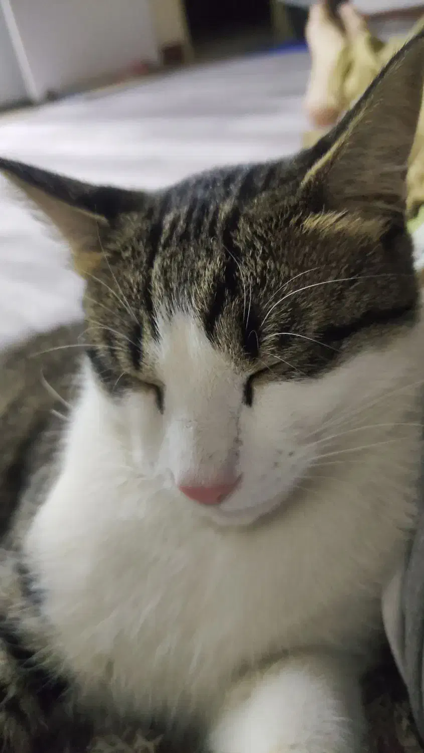 واگذاری گربه DSH 8 ماهه|گربه|تهران, نیروی هوایی (پیروزی)|دیوار