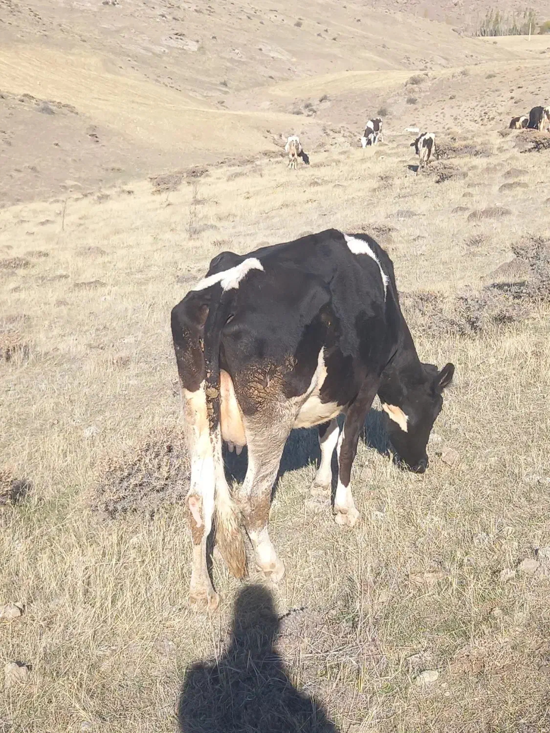 گاو جوان باگوساله ماده|حیوانات مزرعه|ارشق, |دیوار