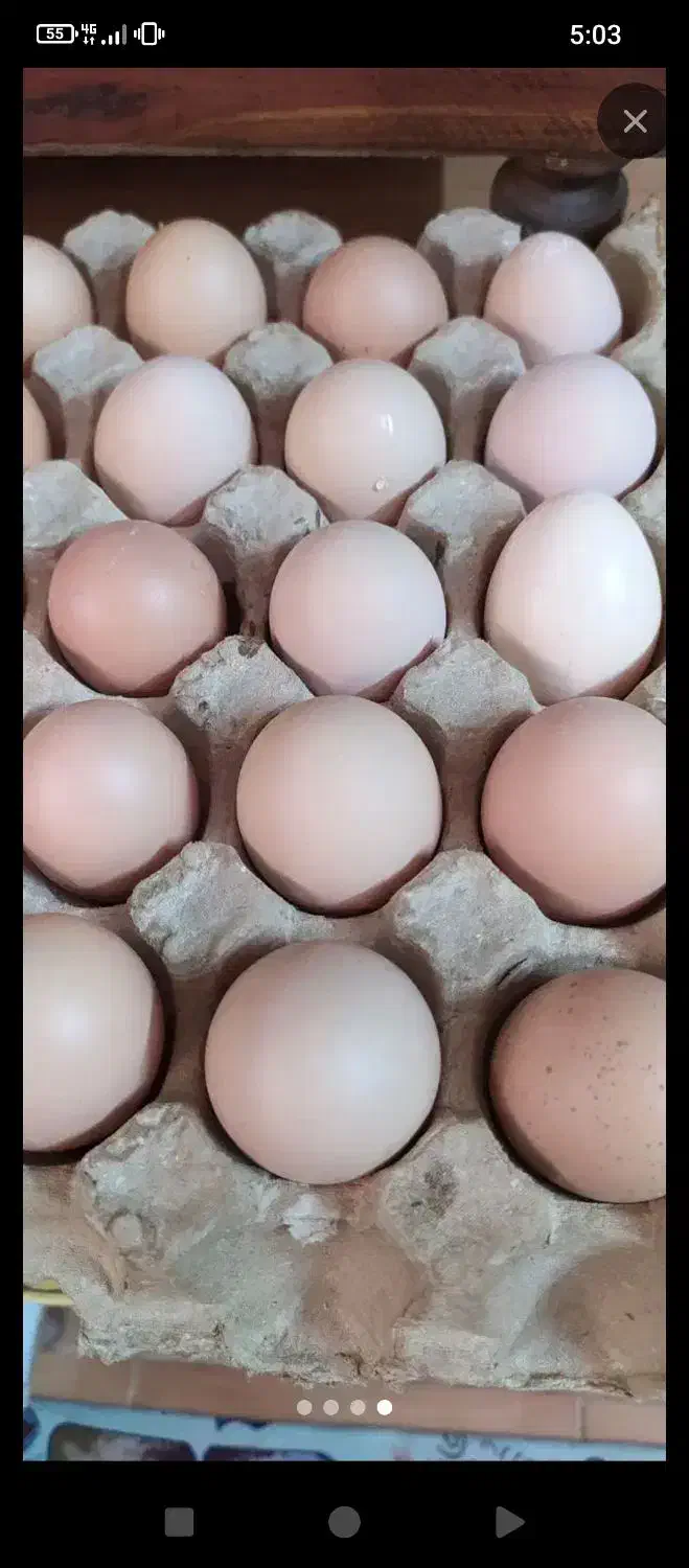 تخم مرغ محلی|حیوانات مزرعه|بجنورد, |دیوار