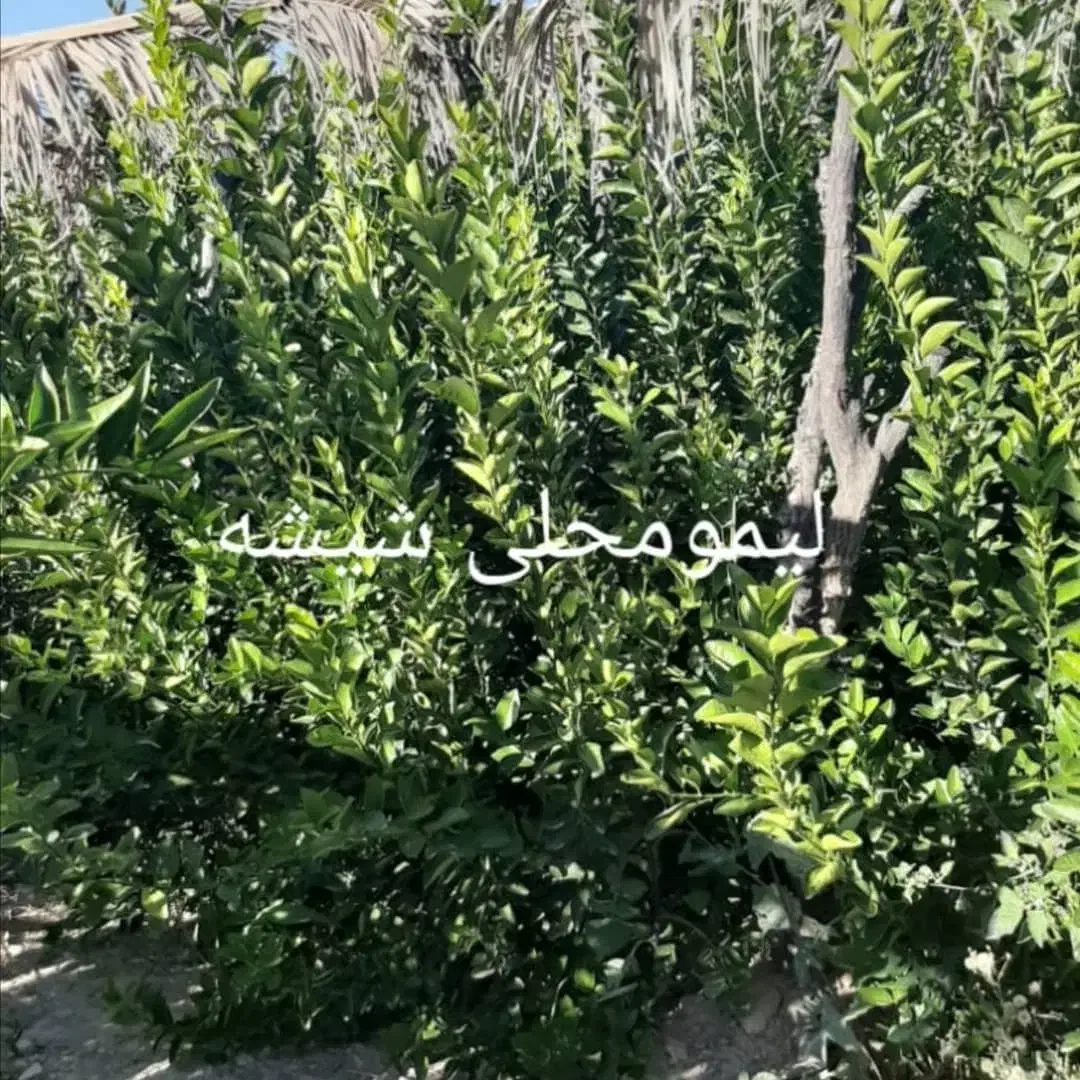 انواع نخل مجول پیارم برحی|خدمات باغبانی و درختکاری|بندرعباس, |دیوار