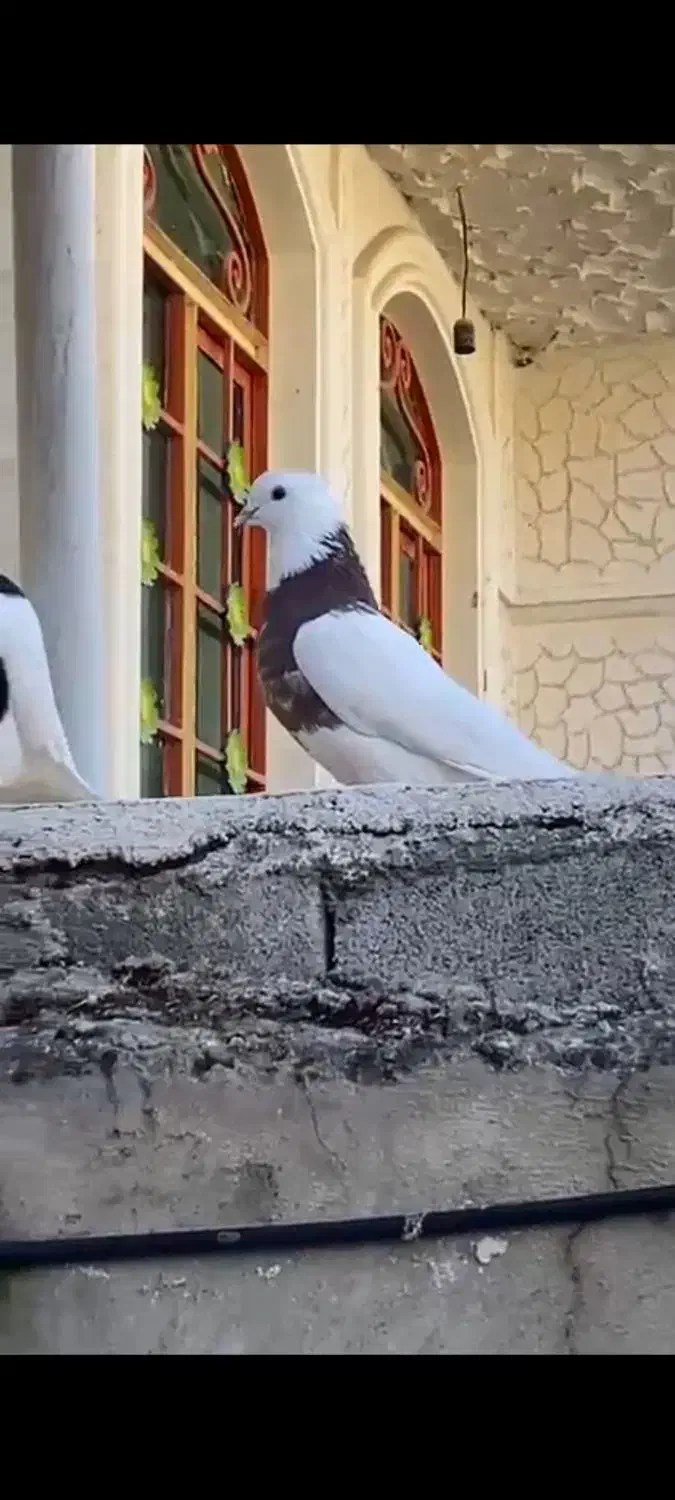 پرنده|پرنده|یاسوج, |دیوار