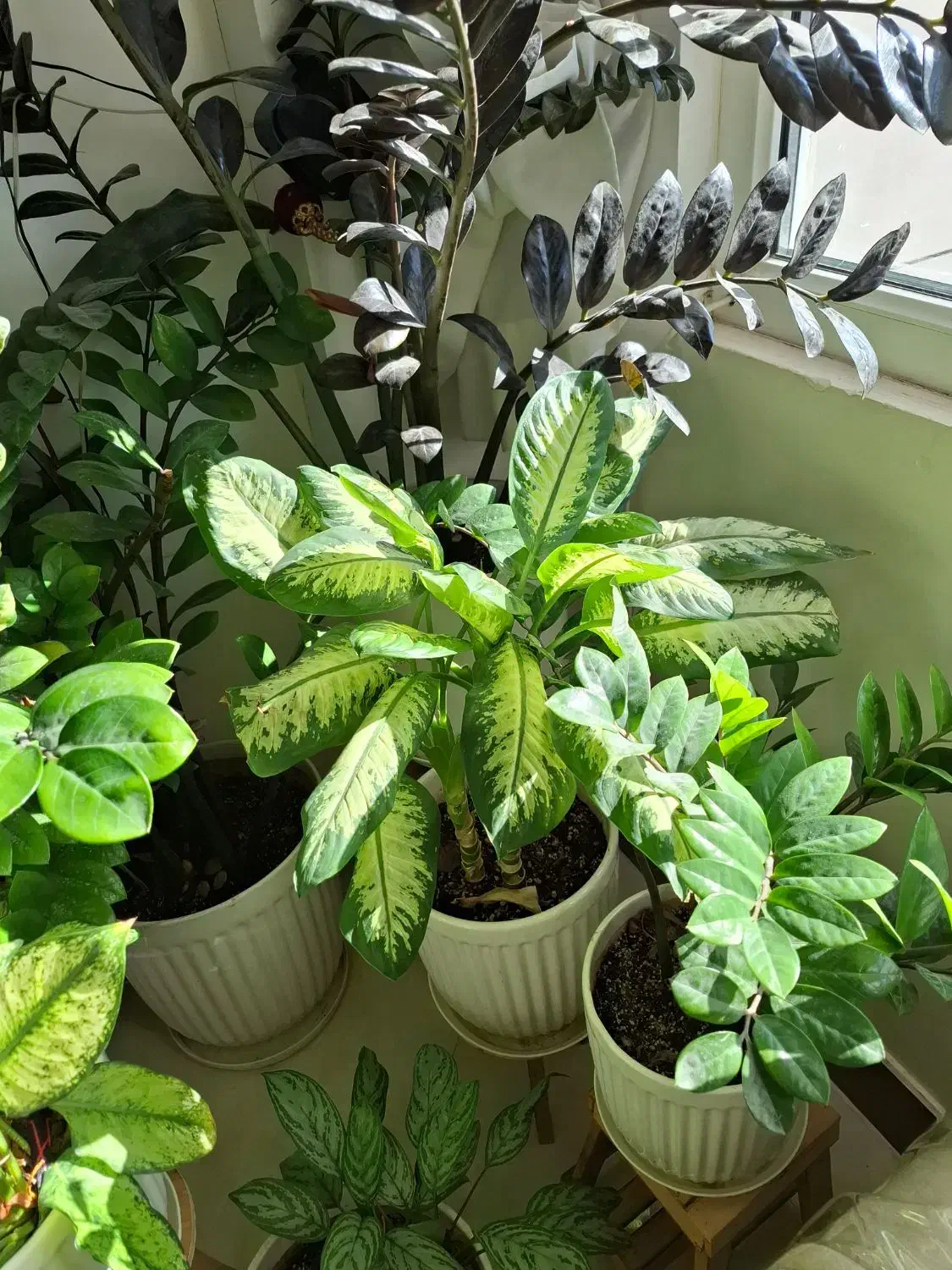 گل طبیعی|گل و گیاه طبیعی|آشخانه, |دیوار