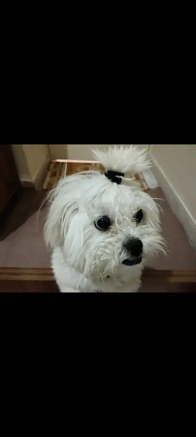 فروش سگ|سگ|کرج, عظیمیه|دیوار