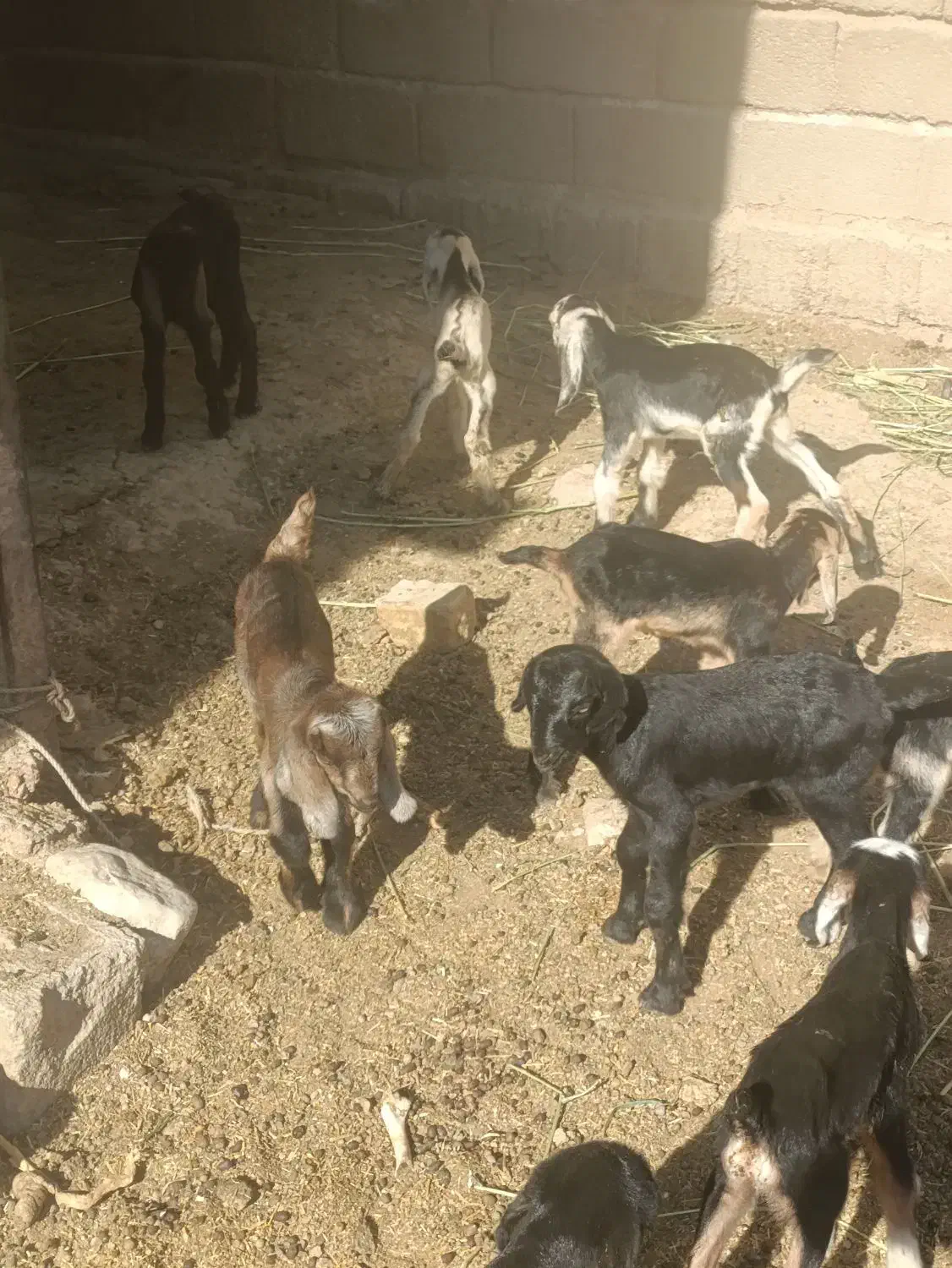 کهره شیری و بره شیری|حیوانات مزرعه|شیراز, بید زرد|دیوار