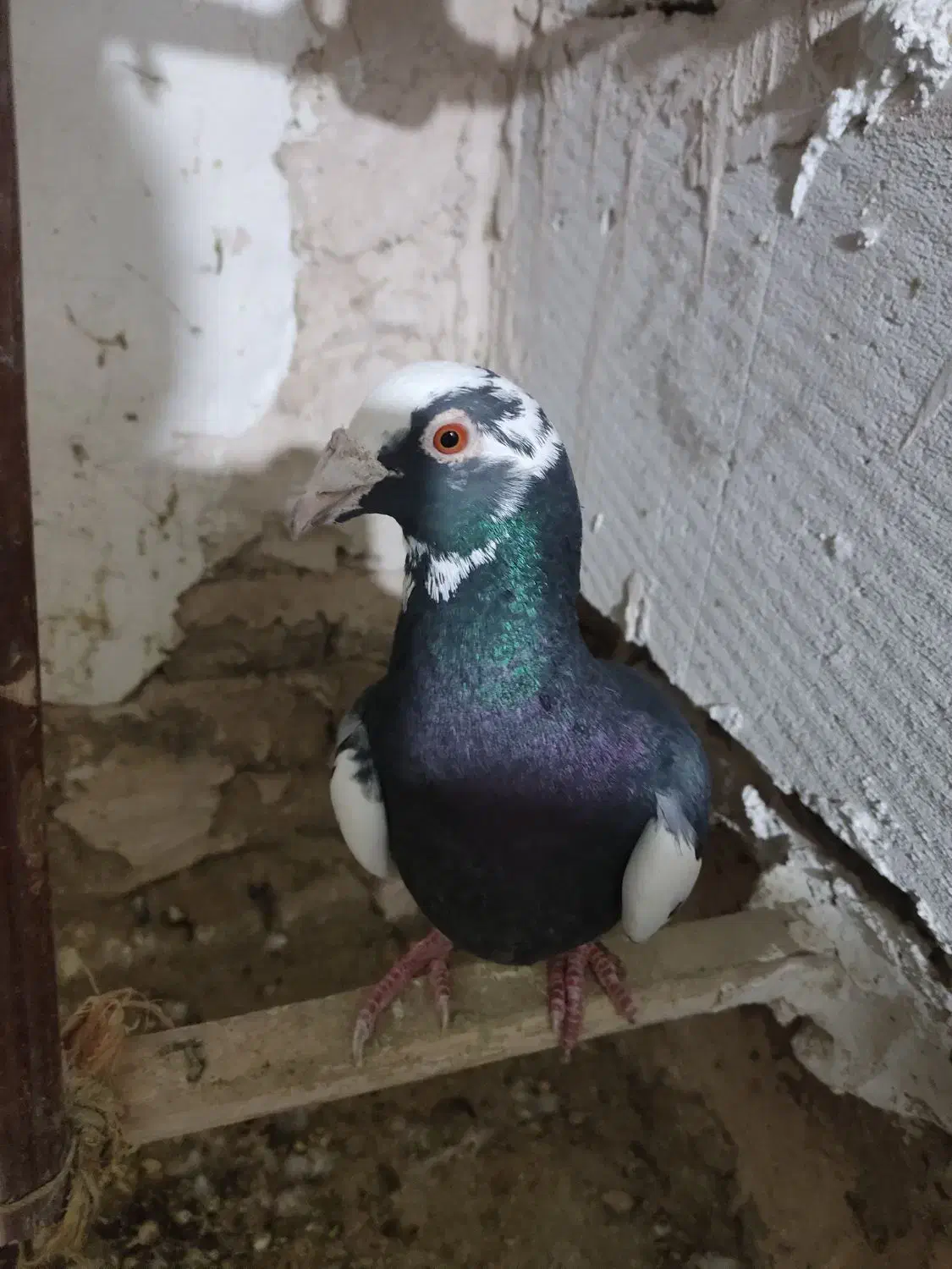 کفتر|پرنده|طرقبه, |دیوار