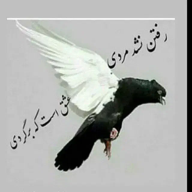 کفت|پرنده|روداب, |دیوار