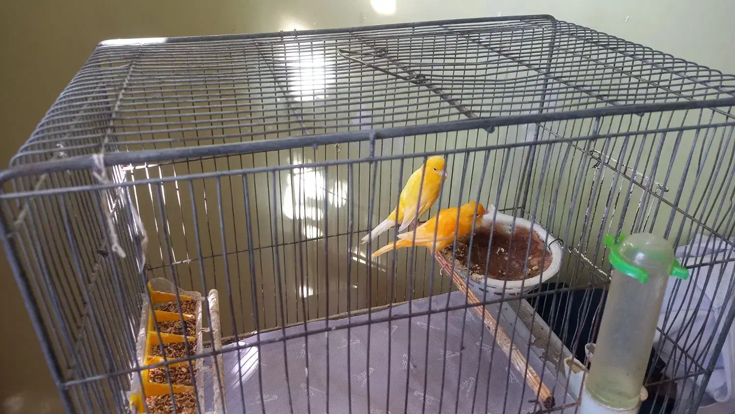 جفت قناری آماده|پرنده|ابهر, |دیوار