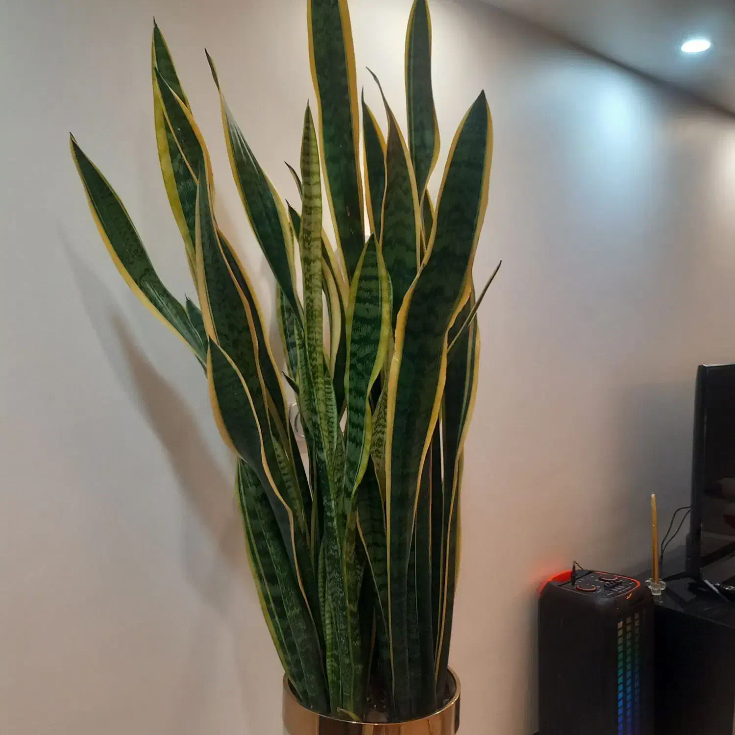 گل سانسوریاابلق|گل و گیاه طبیعی|تهران, خاوران|دیوار