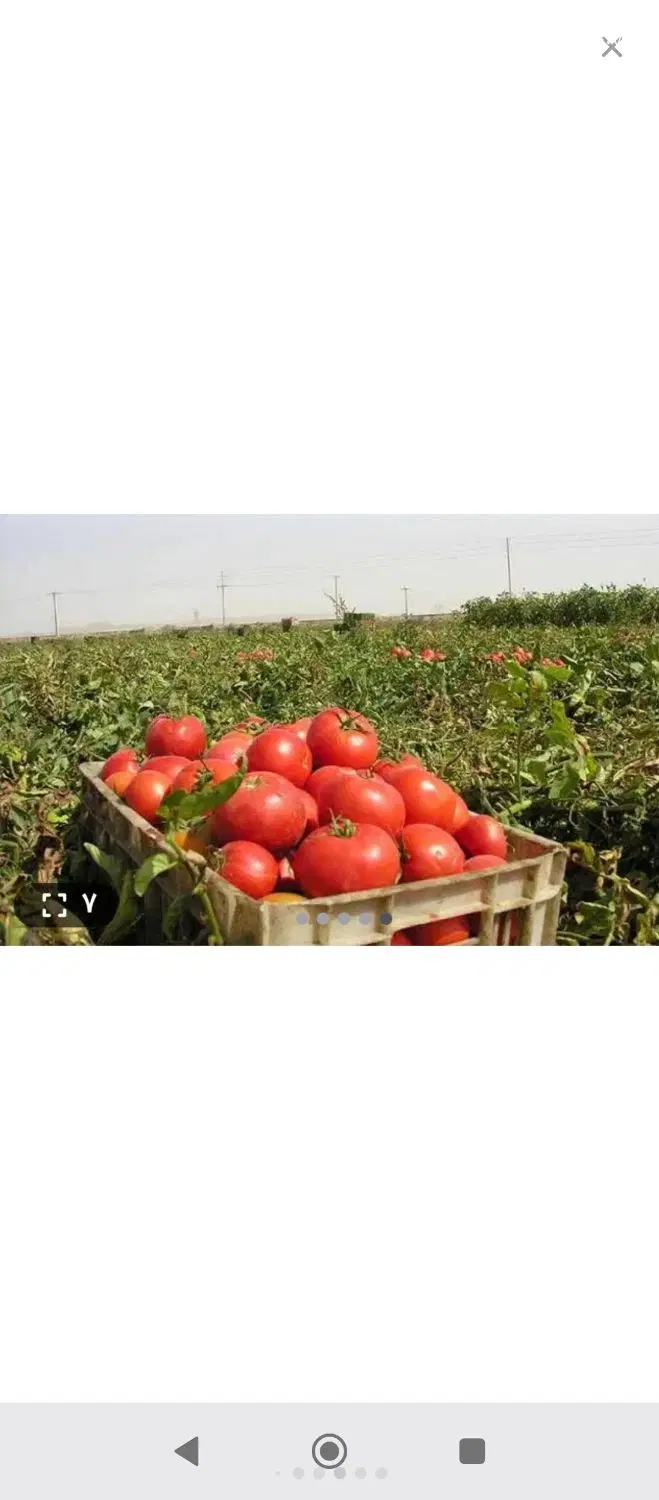 کار|خدمات باغبانی و درختکاری|ازنا, |دیوار