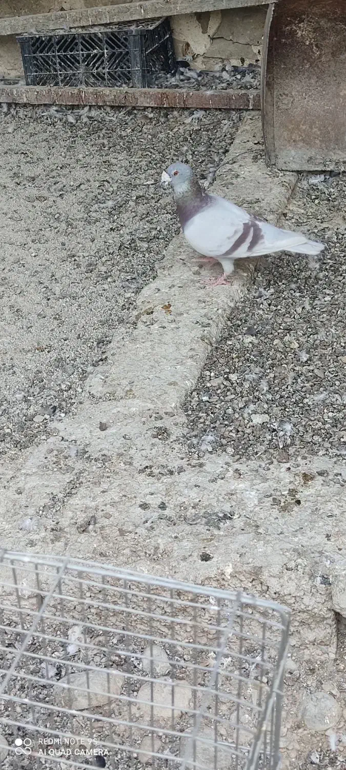 کبوتر پیازی|پرنده|خشت, |دیوار