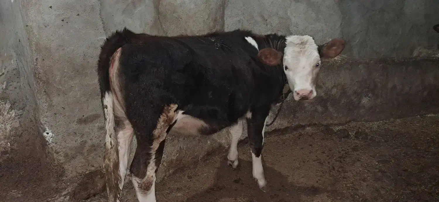 گوساله سیمینتال|حیوانات مزرعه|دیواندره, |دیوار