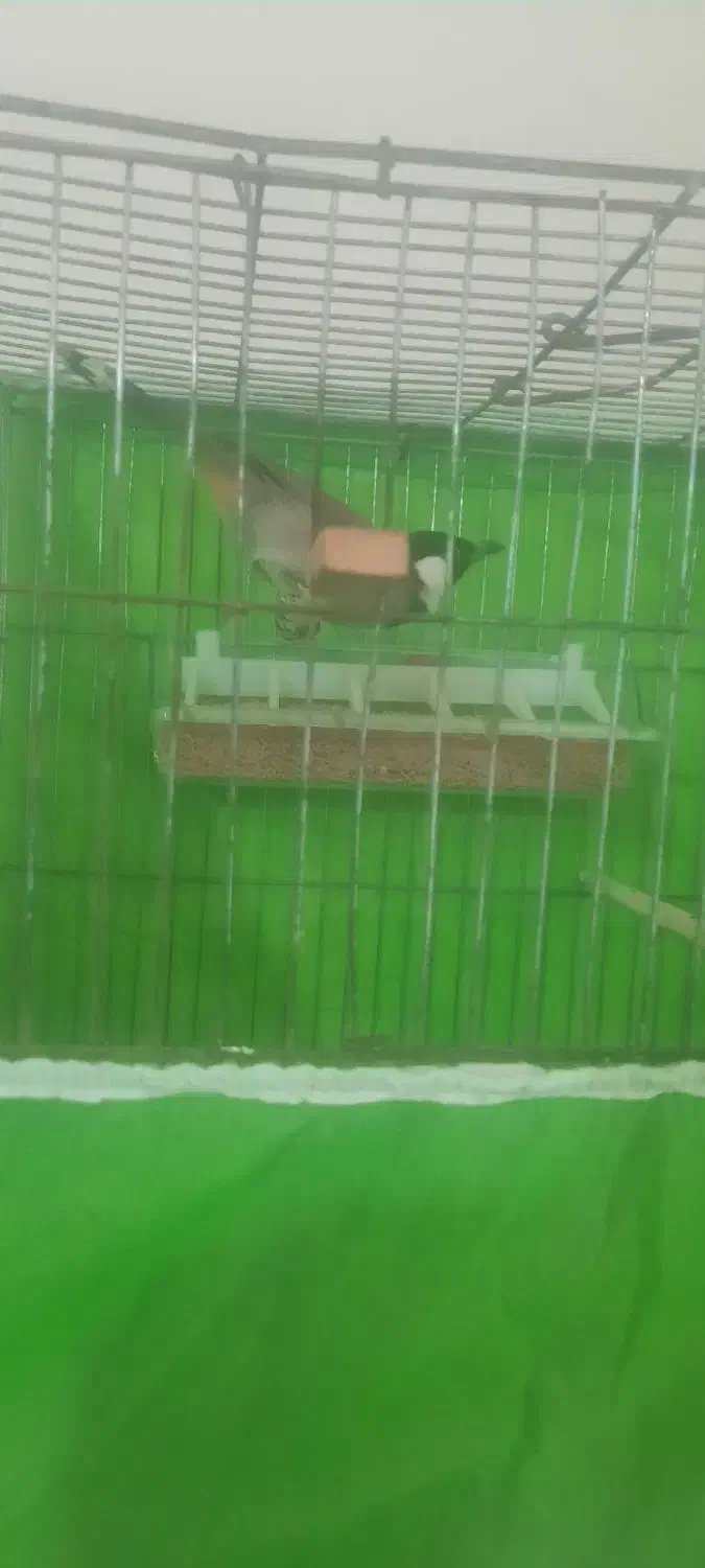 قناری|پرنده|کاکاوند, |دیوار