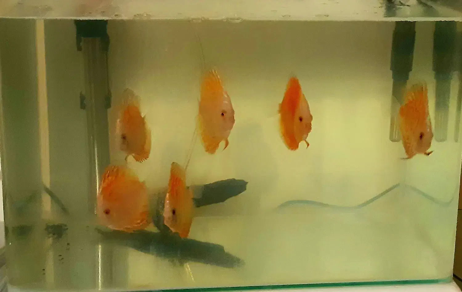 دیسکس گرید A|ماهی|اصفهان, جلفا|دیوار