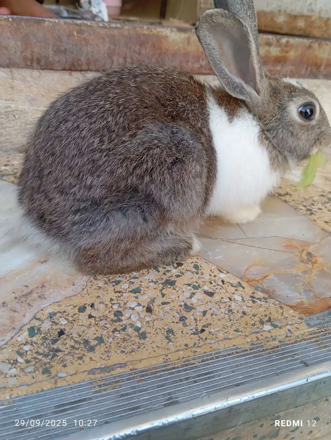 خرگوش قهوهای|موش و خرگوش|کازرون, |دیوار