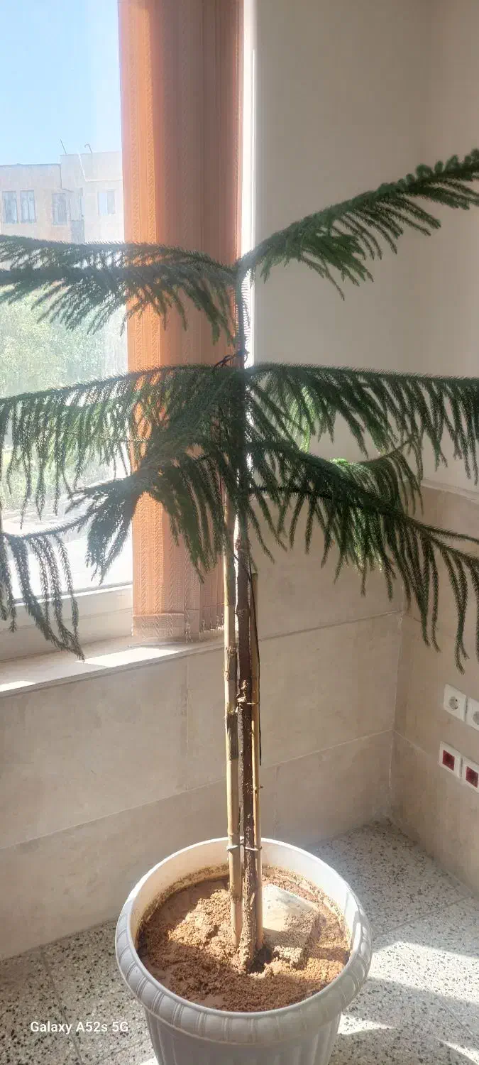 کاج مطبق|گل و گیاه طبیعی|قم, پردیسان|دیوار