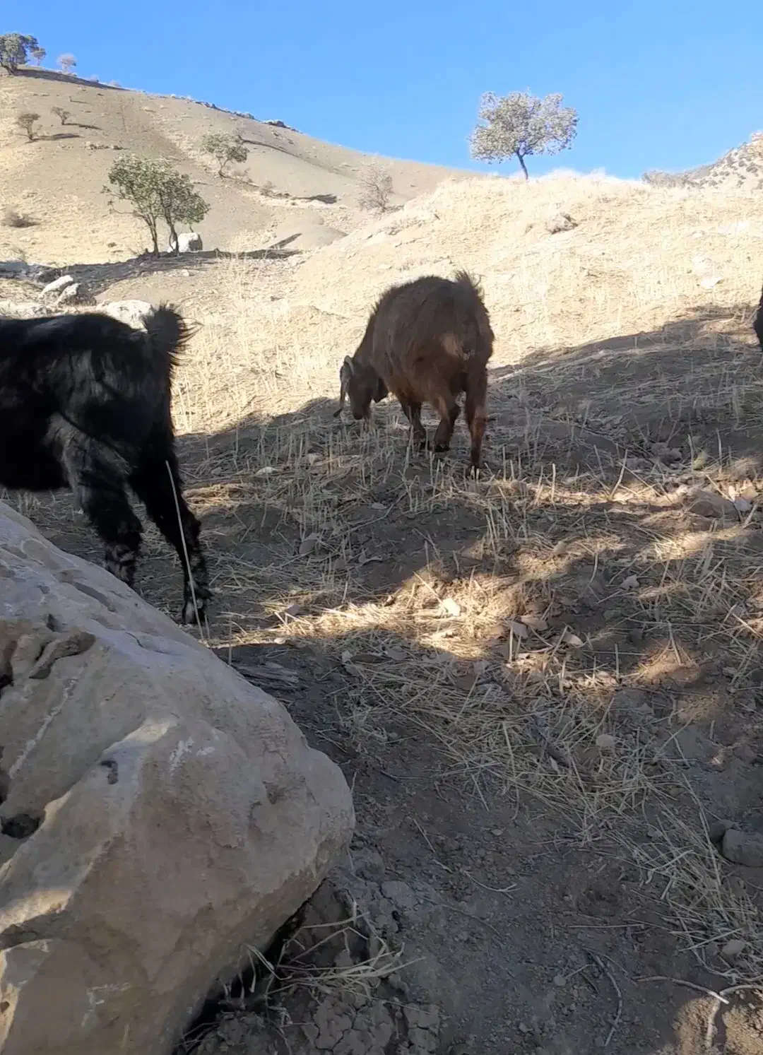 بز داشتی وکشتی|حیوانات مزرعه|شاهیوند, |دیوار