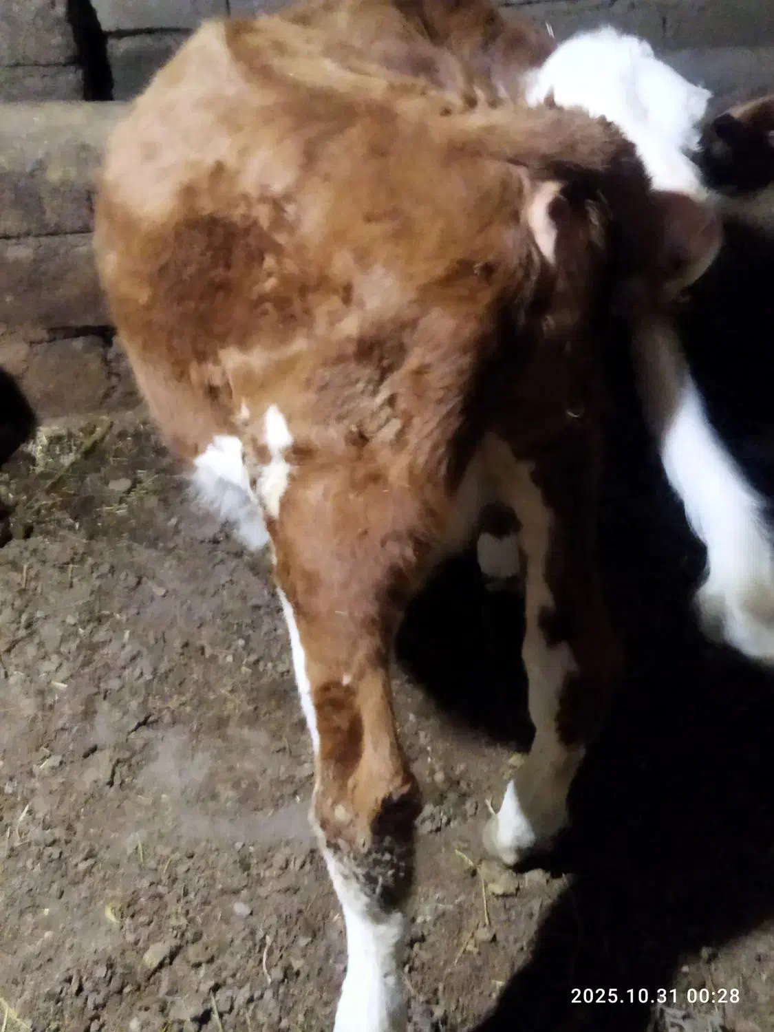 گوساله سیمینتال|حیوانات مزرعه|انزل, |دیوار