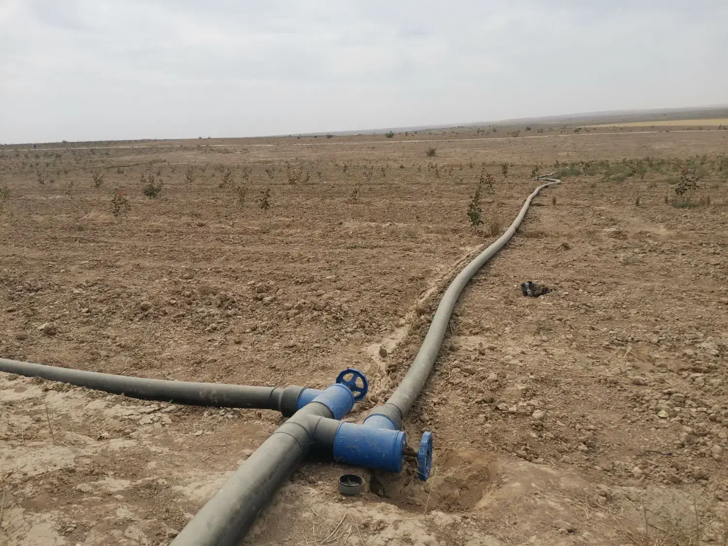 باغ پسته 4.5 هکتار نزدیک مشهد|فروش دفتر صنعتی، کشاورزی، تجاری|رضویه, |دیوار