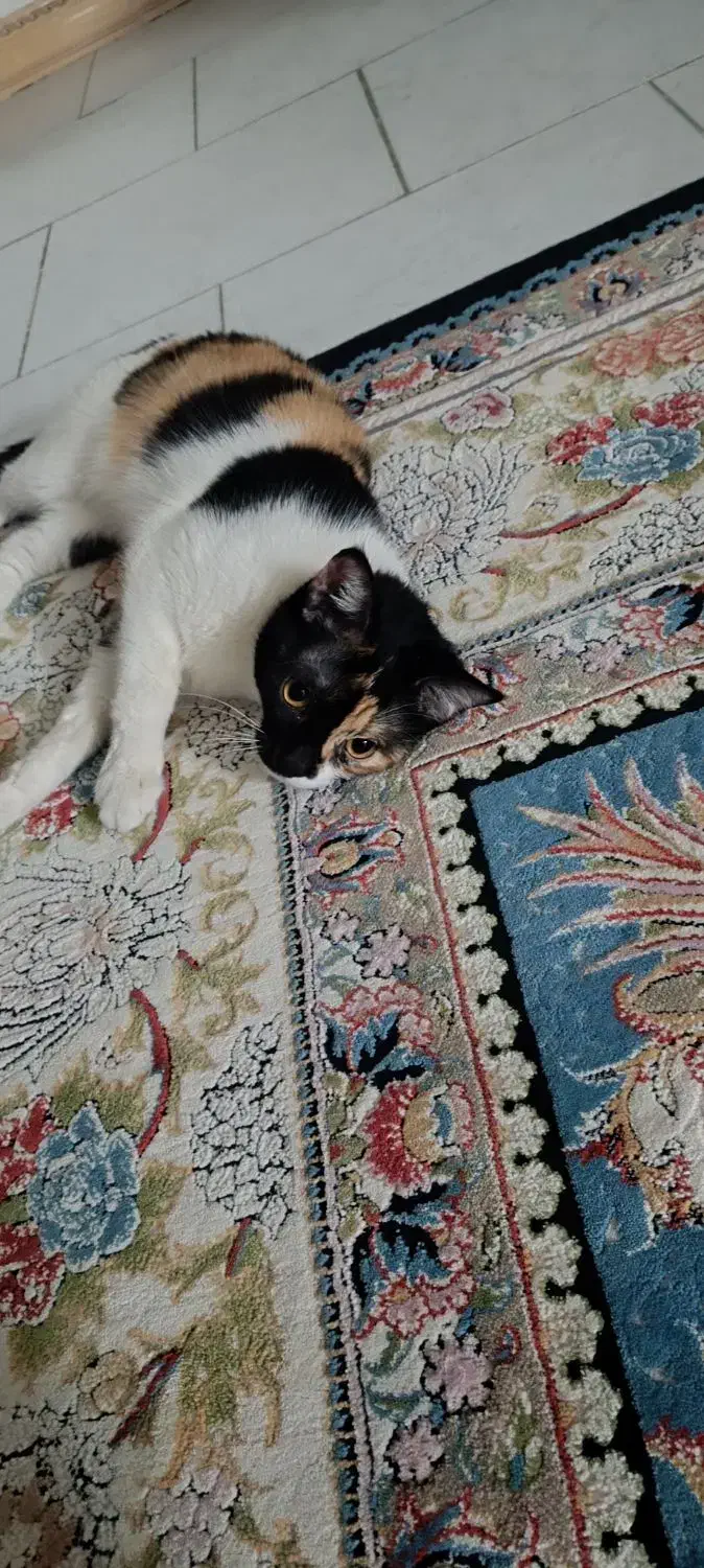 گربه گمشده|حیوانات|کرج, خرمدشت|دیوار