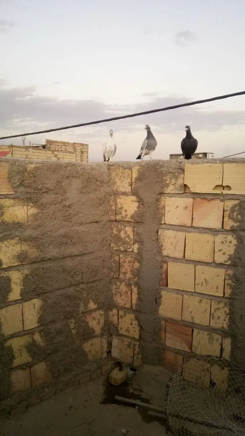 گمشده کفتر|حیوانات|نیشابور, مازول|دیوار