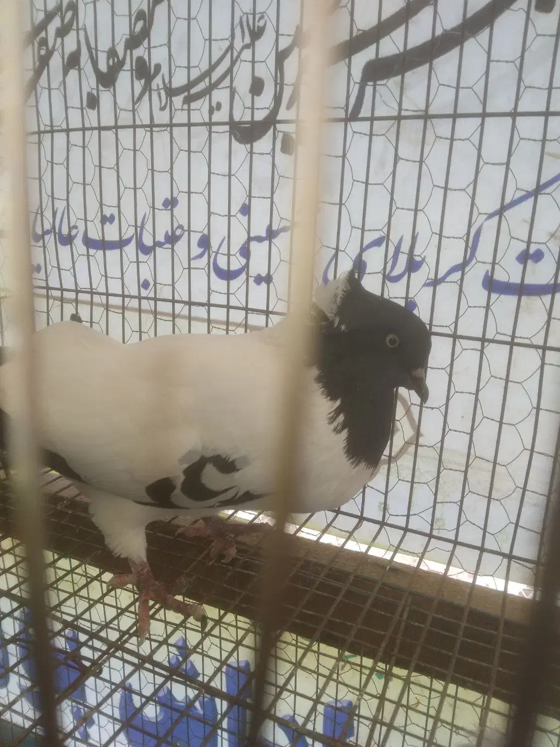 کبوتر پرستویی.فروش یا معاوضه|پرنده|آمل, |دیوار