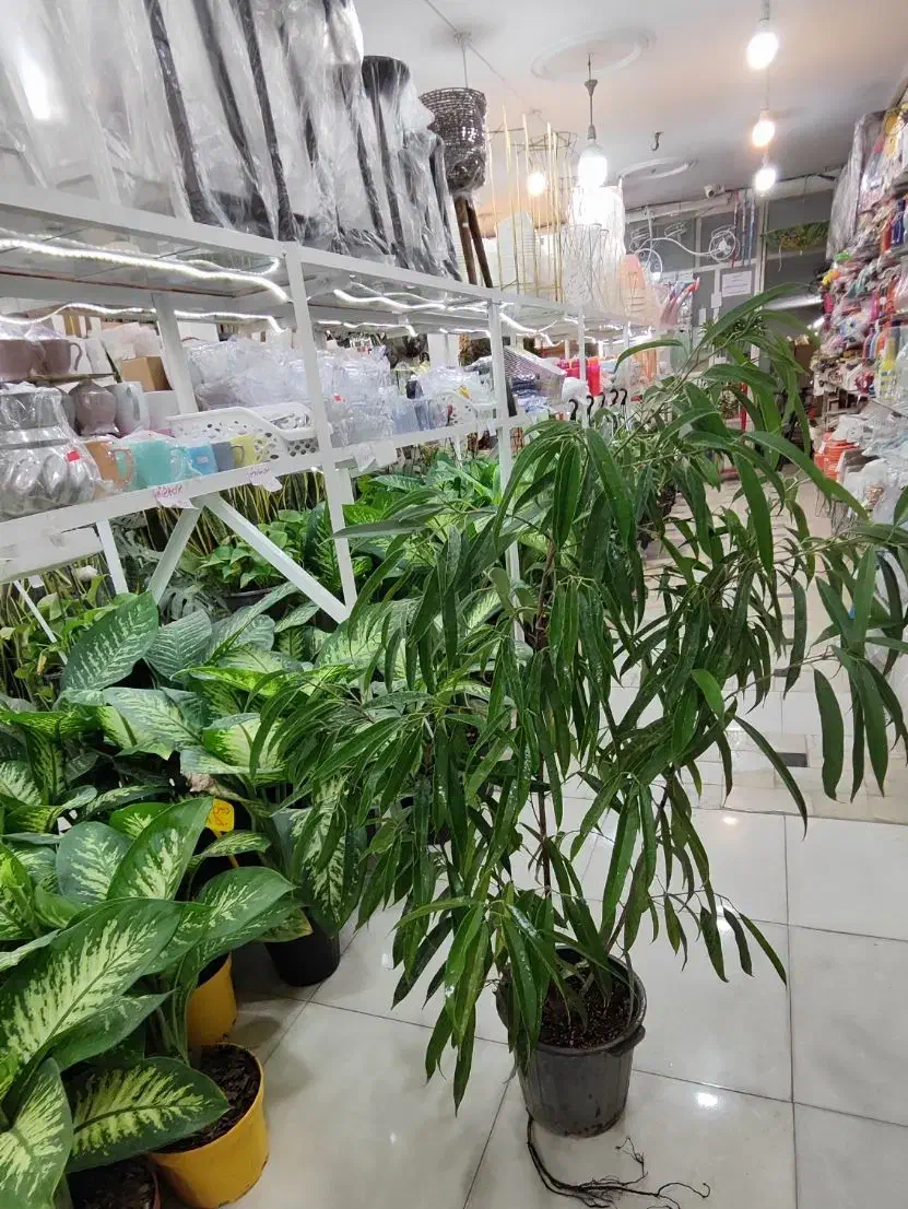 بنجامین آمستل سالنی پتوس سانسوریا دیفن شفلرا ورمی|گل و گیاه طبیعی|قم, ولیعصر|دیوار