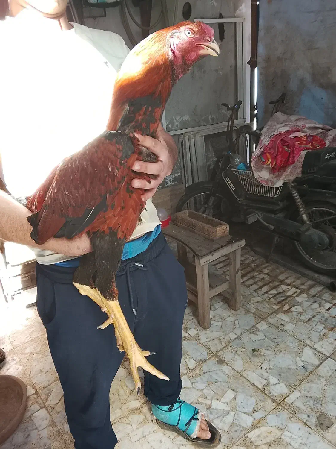 خروس لاری|حیوانات مزرعه|رشت, لاکان|دیوار