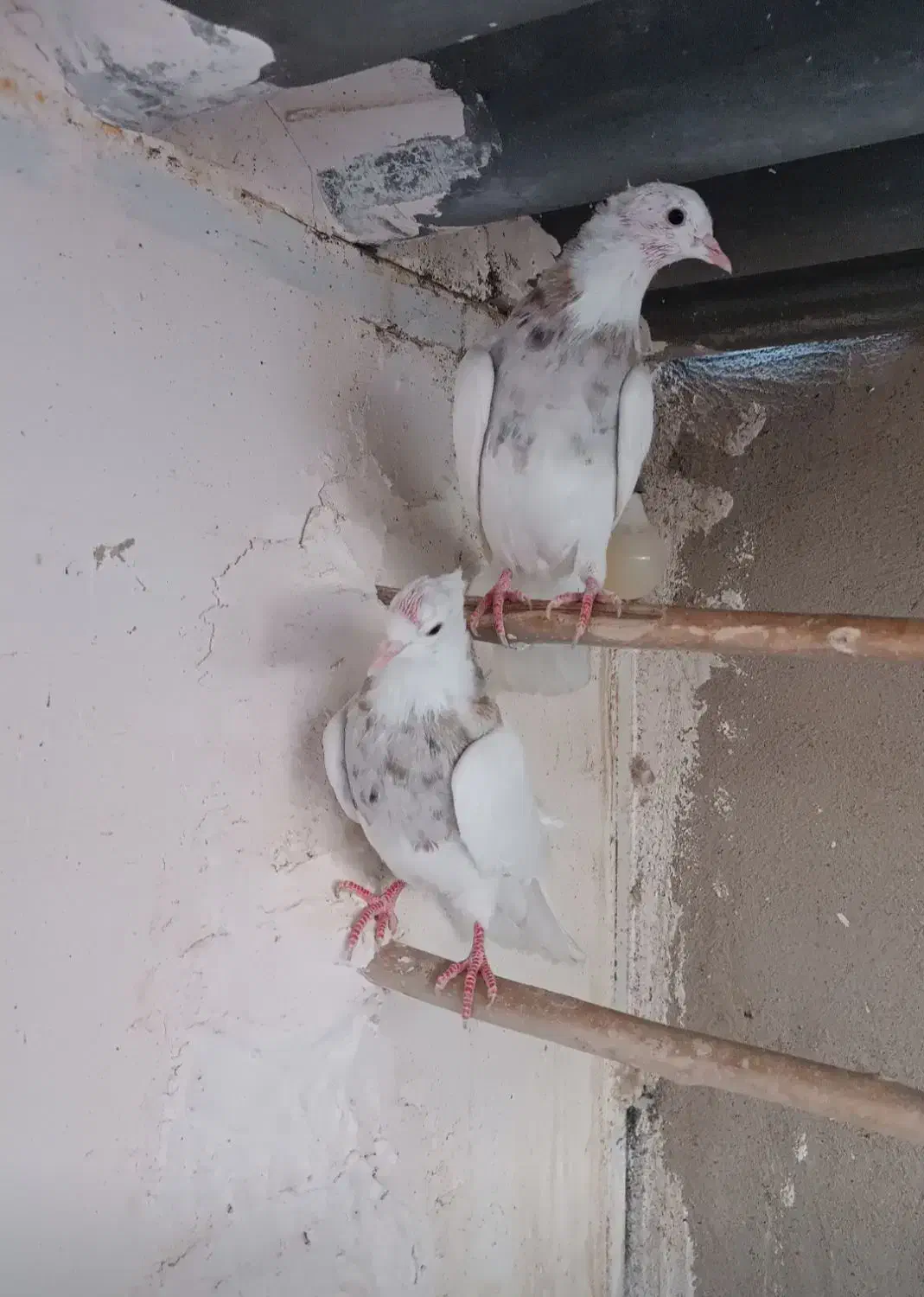 طوقی الماسی شکلاتی|پرنده|قم, انسجام|دیوار