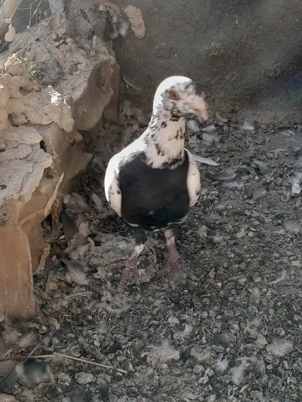 سینه مشهدی|پرنده|کاشمر, |دیوار