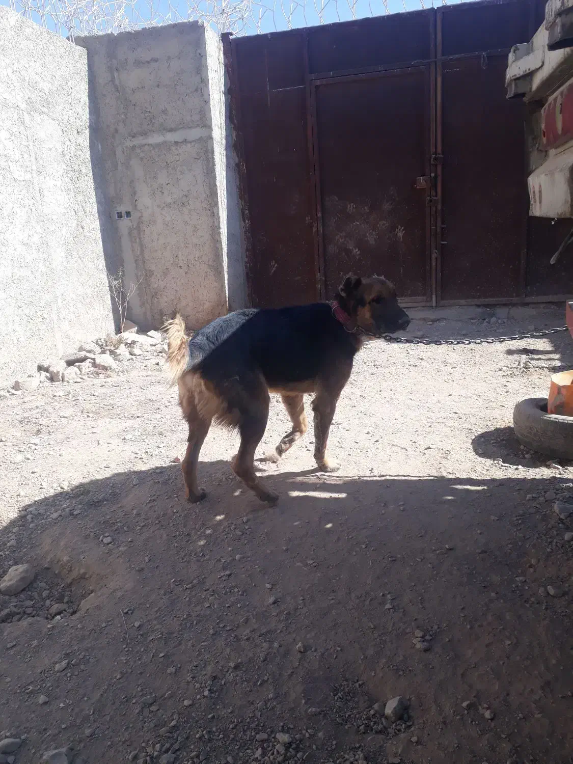 سگ ژرمن|سگ|کرمان, |دیوار