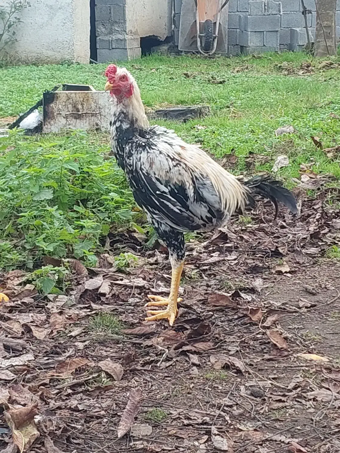 خروس لاری صابونی رنگ۶ماهه|حیوانات مزرعه|تالش, جوکندان|دیوار