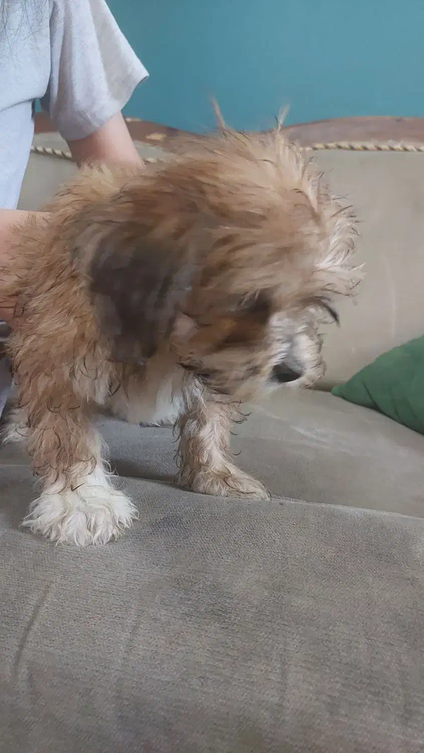 سگ پودل|سگ|اراک, |دیوار