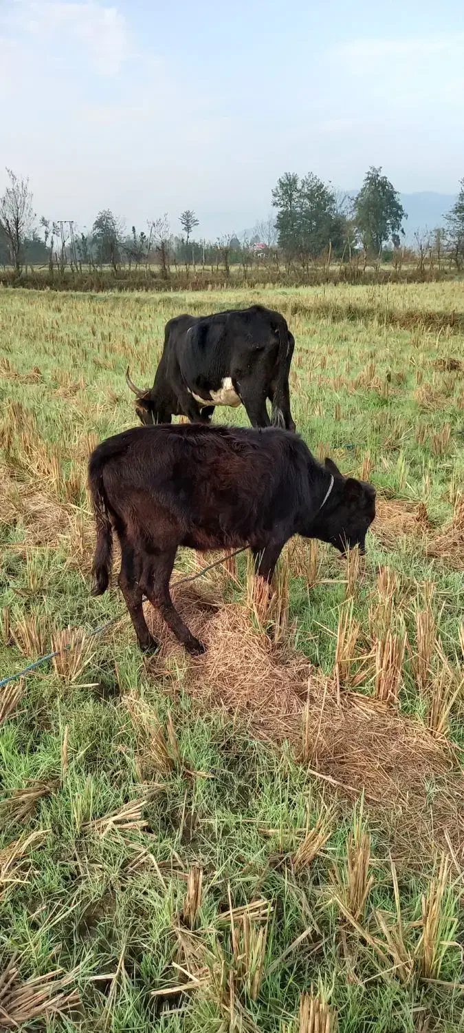 گاو|حیوانات مزرعه|سنگر, |دیوار