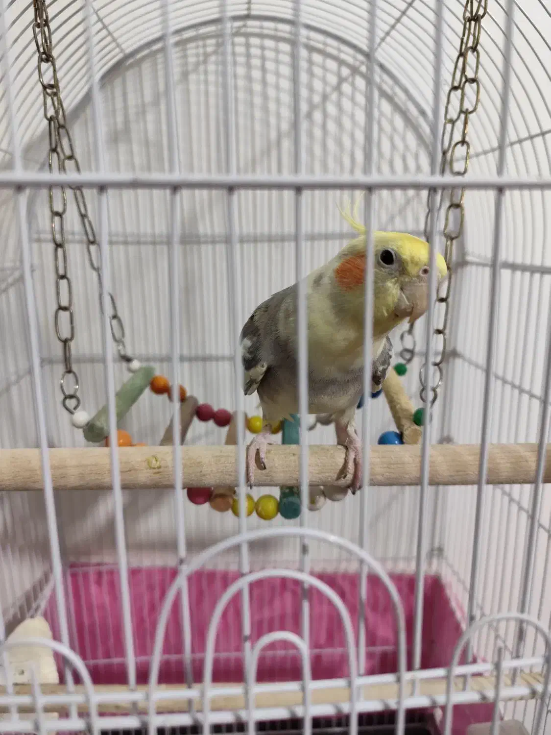 عروس هلندی نر|پرنده|مشهد, مصلی (کارمندان اول)|دیوار