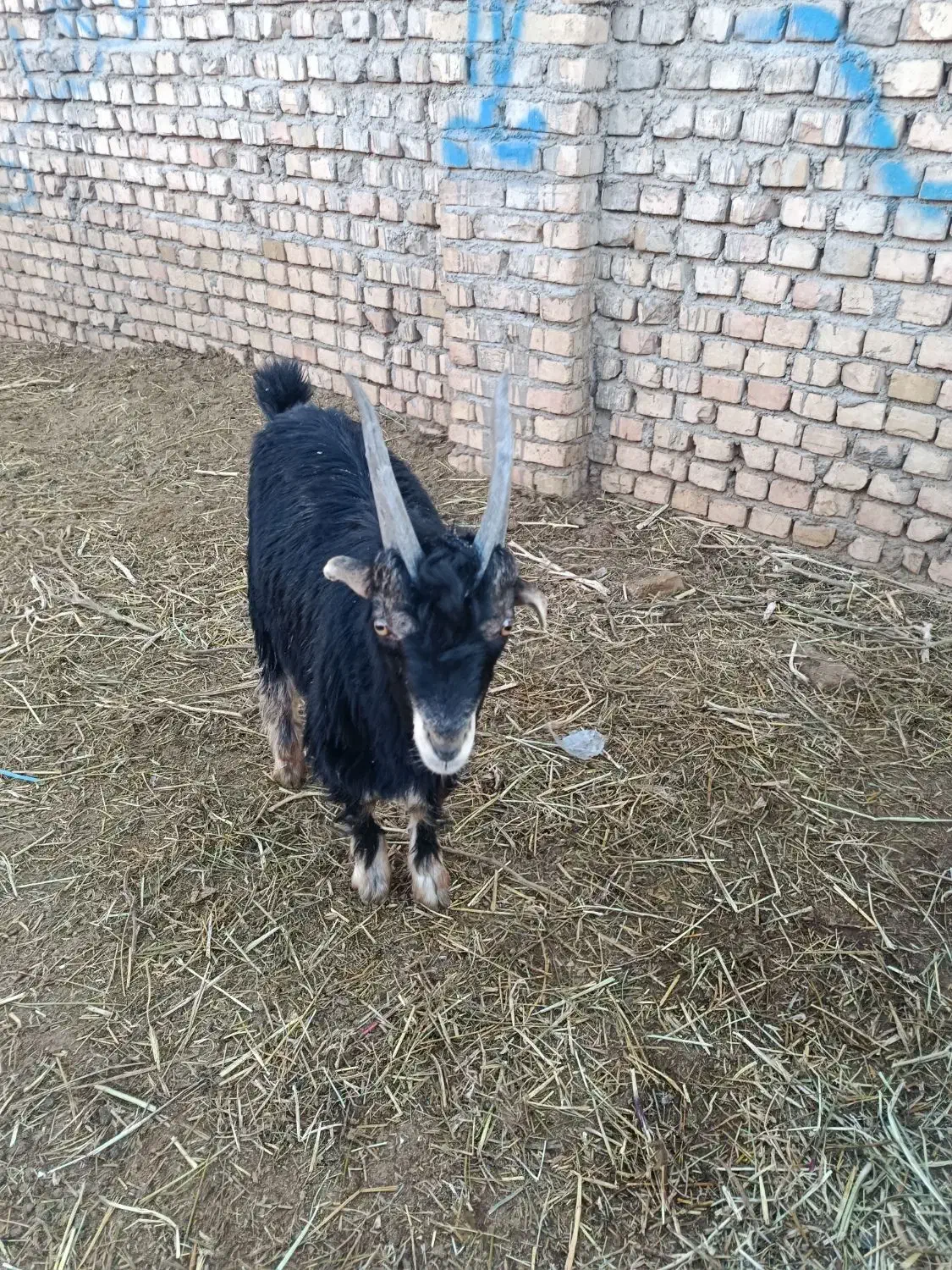 بزغاله نربزی ذاتن جلو رو درجه یک|حیوانات مزرعه|جوادآباد, |دیوار