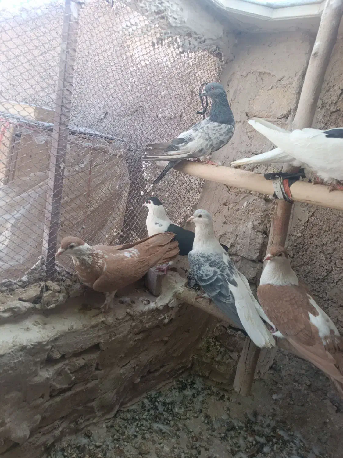 ۷عددکفتررنگی فروشی،افقانی،پاکستانی|پرنده|قرچک, قشلاق جیتو|دیوار