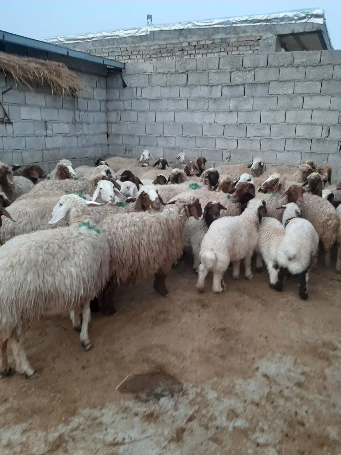 میش بره|حیوانات مزرعه|پلدختر, |دیوار