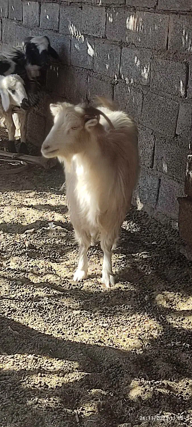 ۱۲۳|حیوانات مزرعه|بم, |دیوار