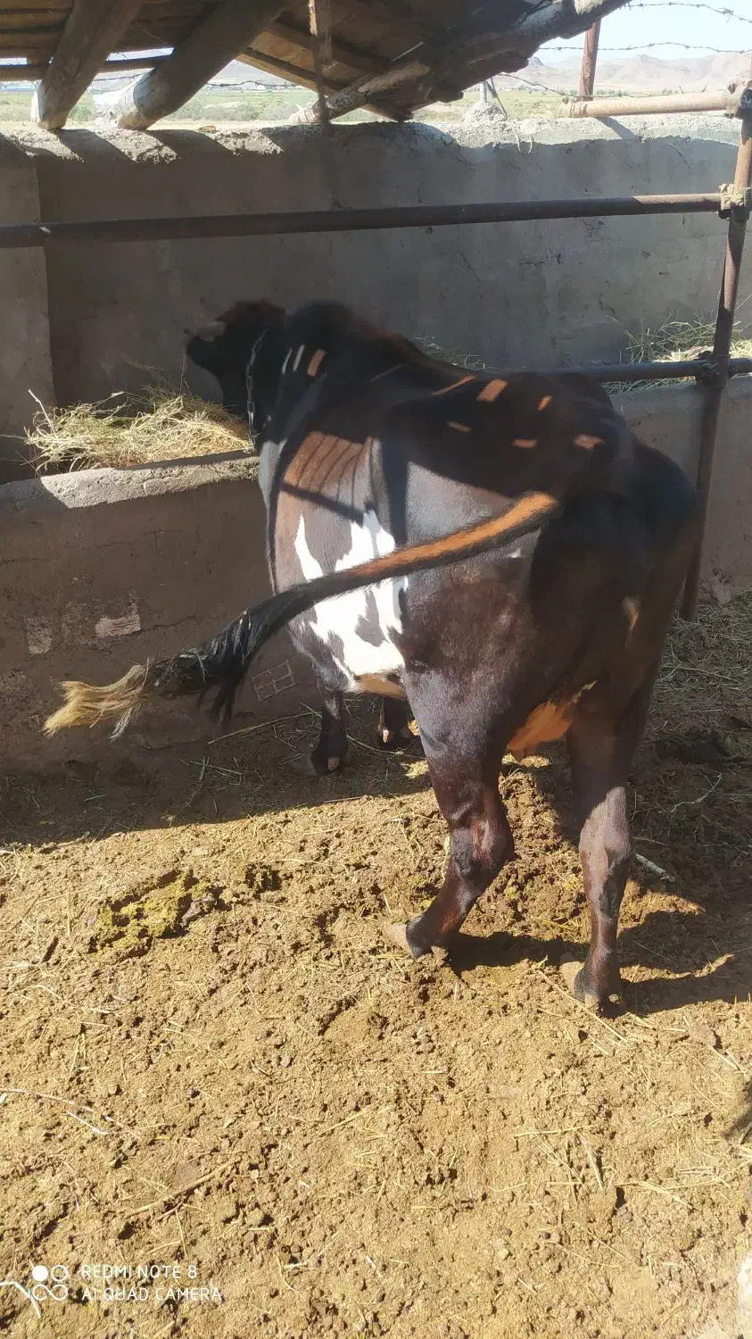 گاو شیری شکم دوم 20 روز مانده|حیوانات مزرعه|خواجه, |دیوار