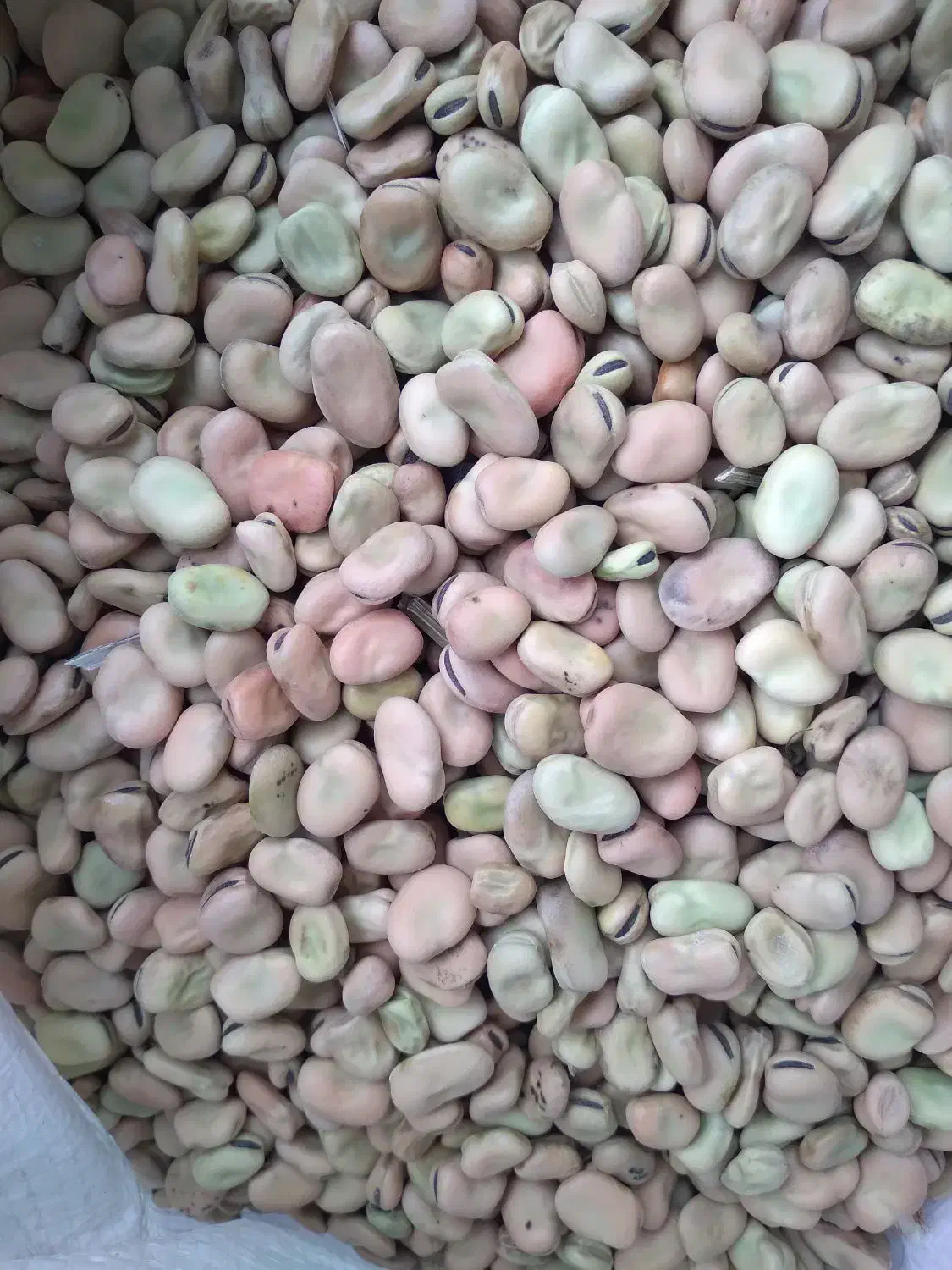 باقالی حدود ۵۰۰کیلو موجود هست|عمده‌فروشی|سراب, |دیوار