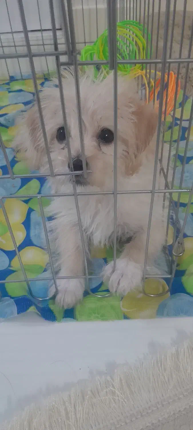 توله سگ ماده ۲ ماهه شیتزوپودل|سگ|قم, انسجام|دیوار