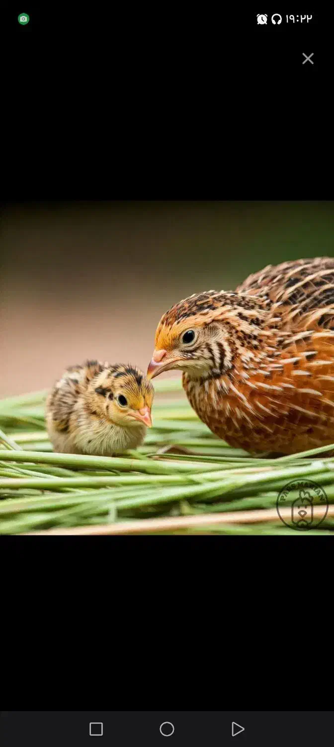 تخم بلدرچین تازه|خوردنی و آشامیدنی|نجفآباد, گلدشت|دیوار